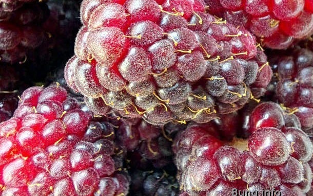 Himbeeren in Grossaufnahme, Makro