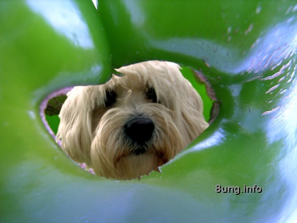 Hund blickt durchs Loch