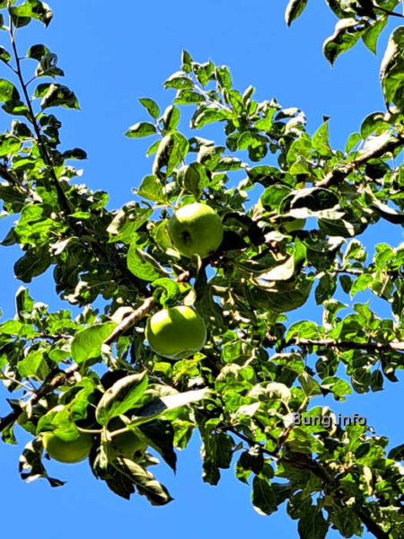 2 grüne Äpfel am Baum, im Hintergrund blauer Himmel