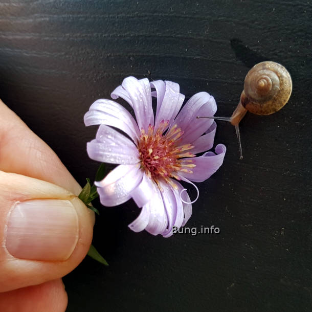 Mini-Schnecke an einer Blume, Finger hält die Blume