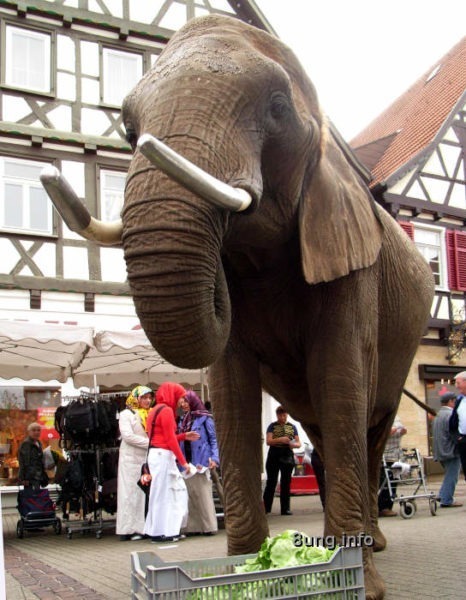 Elefant vor einer Kiste Salat