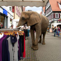 ✍ Note, Krone, Puzzle, Schüssel, Elefant – 5 Wörter, 1 Geschichte