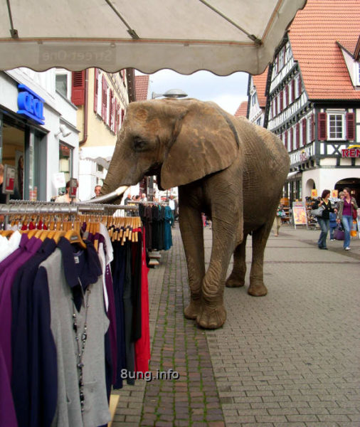 Elefant in der Fußgängerzone begutachtet einen Kleidderständer