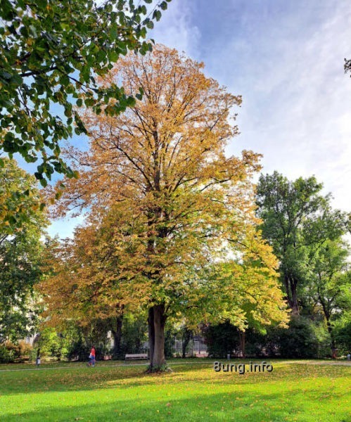 Innige Liebe: Wenn der Baum den Hydranten umarmt: Riesenbaum im Park