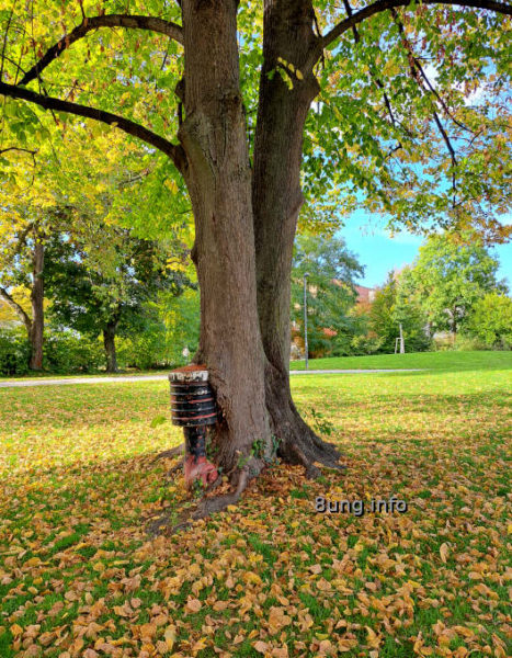 Innige Liebe: Wenn der Baum den Hydranten umarmt: Baum mit eingewachsenem Hydranten