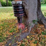 Baum mit eingewachsenem Hydranten, ganz nah
