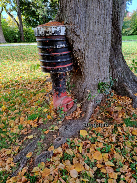 Innige Liebe: Wenn der Baum den Hydranten umarmt: Baum mit eingewachsenem Hydranten, ganz nah