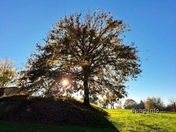 Wetter im November, Baum im Gegenlicht