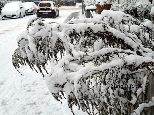 1. Schnee in diesem Winter auf den Rispen der Goldrute