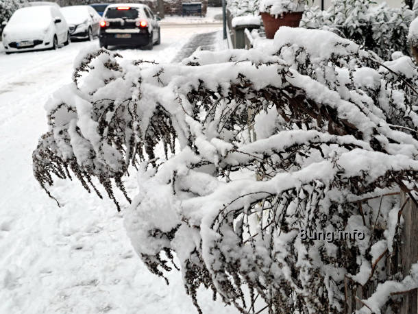 Schnee auf den Rispen der Goldrute