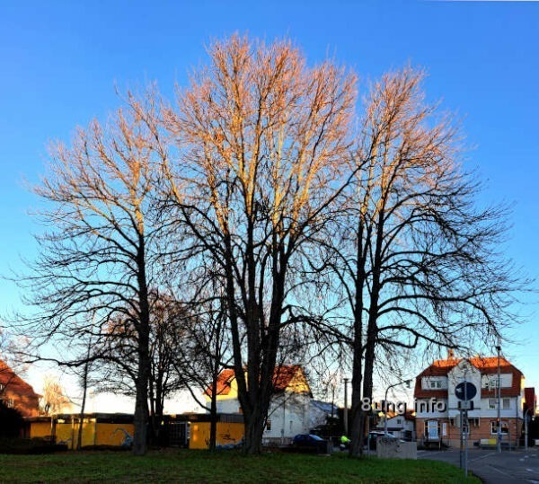 Baumgruppe, halb von der Sonne angestrahlt