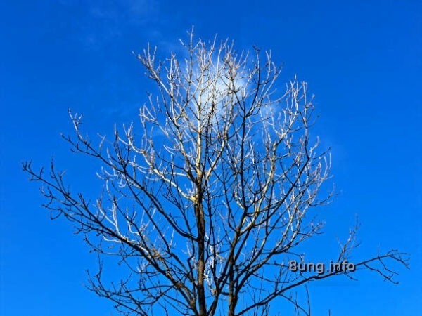 Wetterprognose Oktober 2023 mittels der 12 Rauhnächte: Baum ohne Blätter, weiße Wolke in der Krone