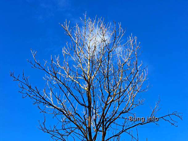 Baum ohne Blätter, weiße Wolke in der Krone