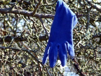 blauer Handschuh im kahlen Geäst