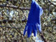 blauer Handschuh im kahlen Geäst