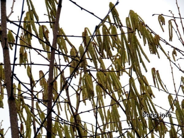 Haselnussblüten im Wind