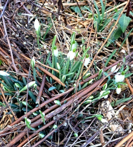 Phänologischer  Frühlingsanfang - Schneeglöckchen kämpfen sich durch