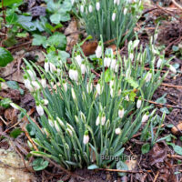 ☼ Phänologischer Frühling beginnt 2024 am 1. Februar