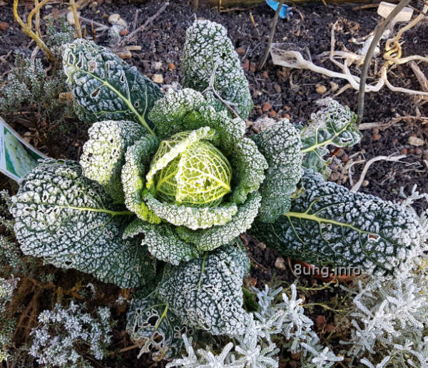 Raureif auf dem Wirsingkohl im Garten