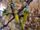 Forsythienknospe in Gelb