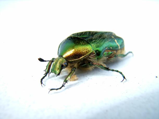 glänzender grüner Käfer