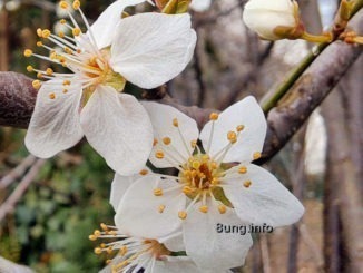 weiße Blüte der wilden Mirabelle