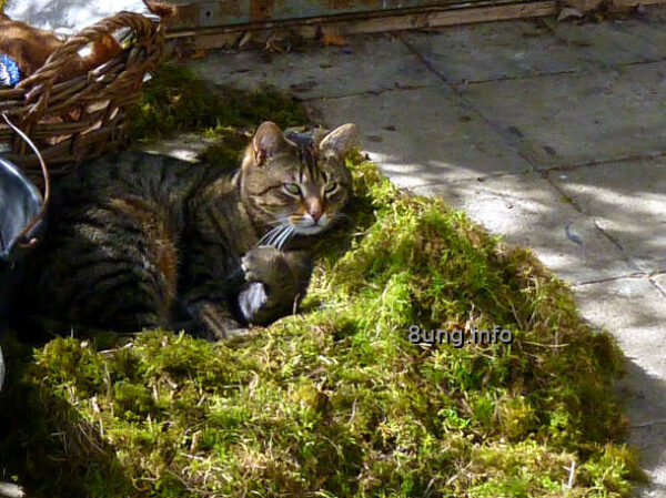 Kater Murr praktiziert Nachhaltigkeit: Katze auf einem Moosbett