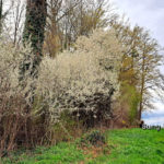 Schlehenblüte 2023 - weiss blühende Schlehenhecke, Wanderer