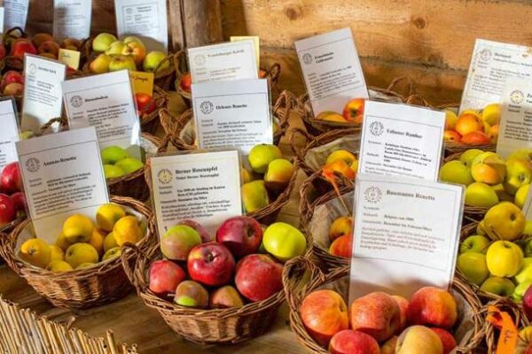 Körbe mit unterschiedlichen Apfelsorten