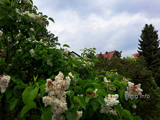 Eisheiligen-Wetter: Weißer Flieder mit braunen Flecken, Regenwolken im Hintergrund