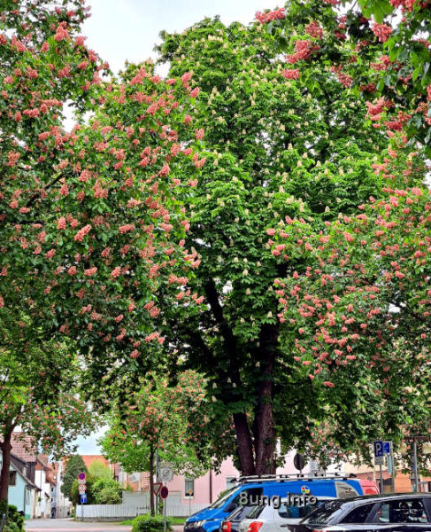 Kastanienbäume mit roten und weißen Blüten