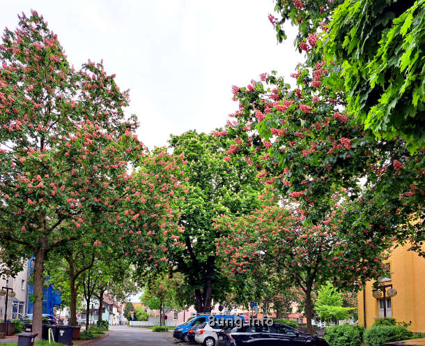 rote und weiße Kastanienblüten vor grauem Himmel