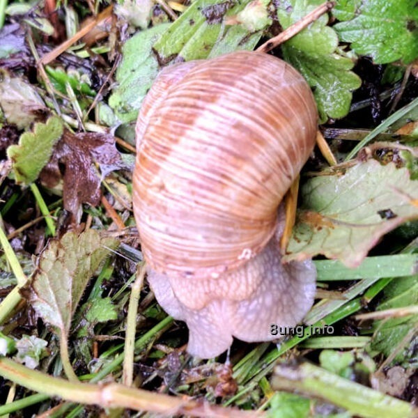 Eisheiligen-Wetter 2023 - Schnecke aus dem Haus