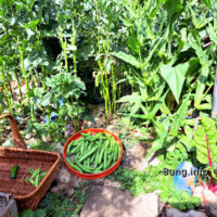 ✿ Garten im Juni: 1. Dicke Bohnen – reif fürs Mittagessen