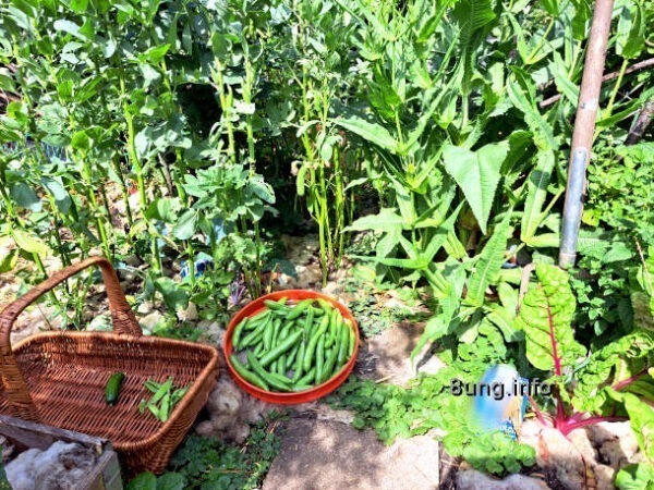 ✿ Garten im Juni: 1. Dicke Bohnen – reif fürs Mittagessen | Kulturmagazin 8ung.info dicke Bohnen als Pflanzen im Garten und Ernte im Sieb