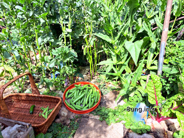 dicke Bohnen als Pflanzen im Garten und Ernte im Sieb