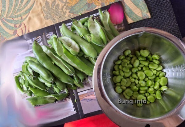 ✿ Garten im Juni: 1. Dicke Bohnen – reif fürs Mittagessen | Kulturmagazin 8ung.info Saubohnen ausgepult in der Schüssel, Hülsen daneben