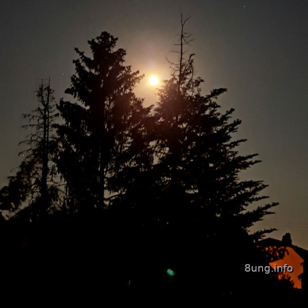 vollmond im Juni hinter Tannen