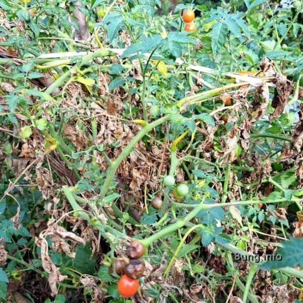 abgefrorene Tomatenstaude mit kleinen grünen, roten und abgestorbenen braunen Tomaten