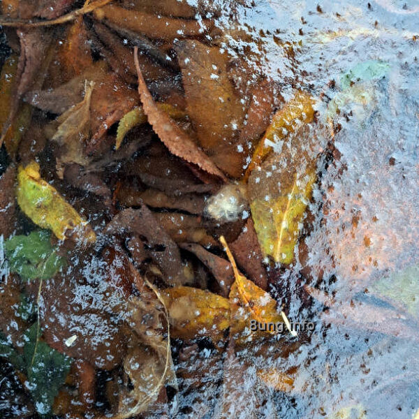 Meteorologischer Winteranfang: Eisschicht über braunen Blättern