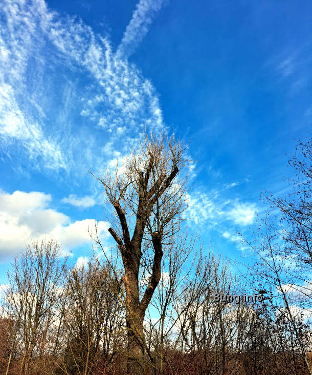 Baum mit nachwachsenden Ästen, blauer Himmel mit Wolken