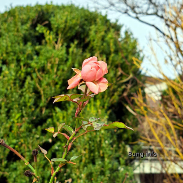 blühende rosa Rose im Dezember vor einer immergrünen Eibe und kahlen Büschen 