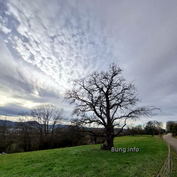 Wetterprognose Februar 2024 mittels der 12 Rauhnächte: alter Apfelbaum ohne Blätter, Himmel mit Wolken-Gefetze