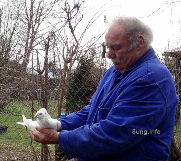 Taubenzüchter hält seine weiße Taube in den Händen