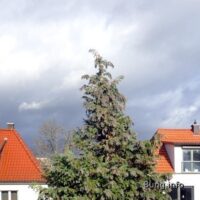 ☼ Wetterprognose Oktober 2024 mittels der 12 Rauhnächte