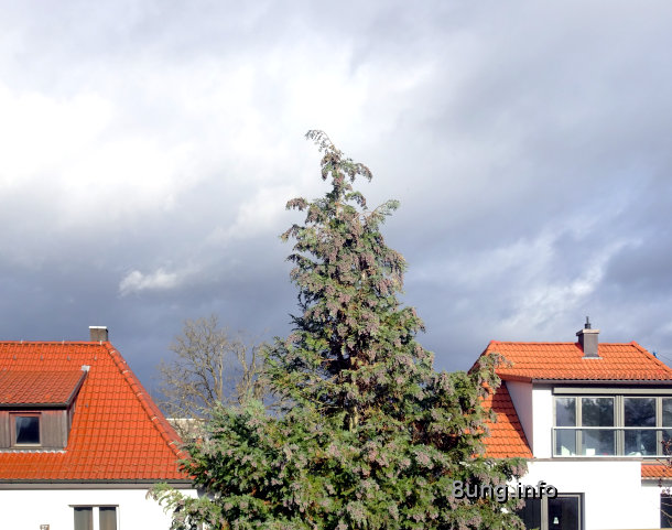 Nadelbaum vor wießen Häusern, dahinter graue Wolken