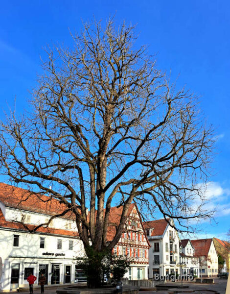 Riesenbaum am Marktplatz