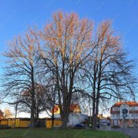 ☛ Foto zum Download: Bäume ohne Laub im Winter