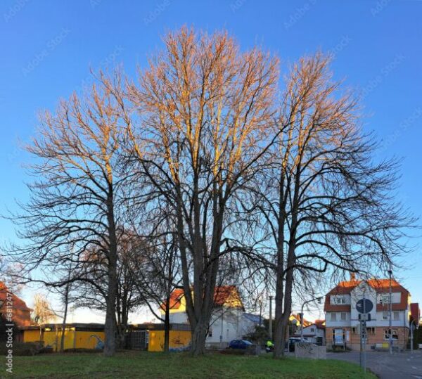 Foto Download: Baumgruppe ohne Laub im Winter, vor strahlend blauem Himmel. Die Krone oben von der Sonne beschienen, die Stämme unten liegen im Schatten. Im Hintergrund eine Straße mit Häusern.