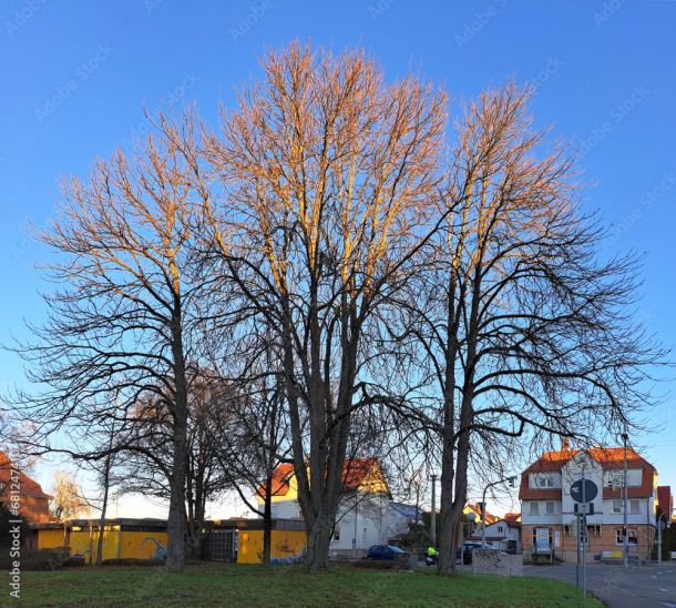 Baumgruppe ohne Laub im Winter, vor strahlend blauem Himmel.